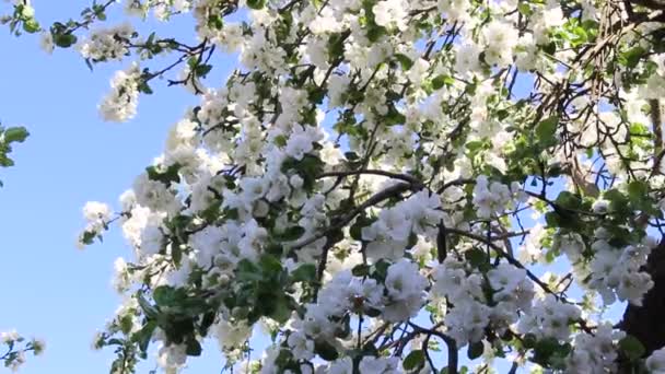 大黄蜂为苹果树的花朵授粉 在树枝间飞舞 — 图库视频影像