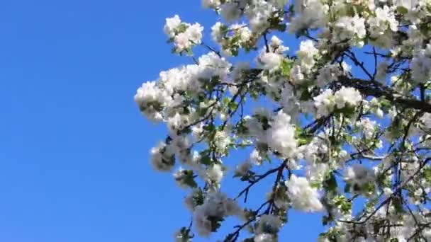 Een Bloeiende Appelboom Zwaait Wind Tegen Blauwe Lentehemel Bumblebee Bestuift — Stockvideo