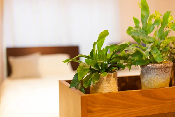 A decorative plant that adds color to your life in a residential room