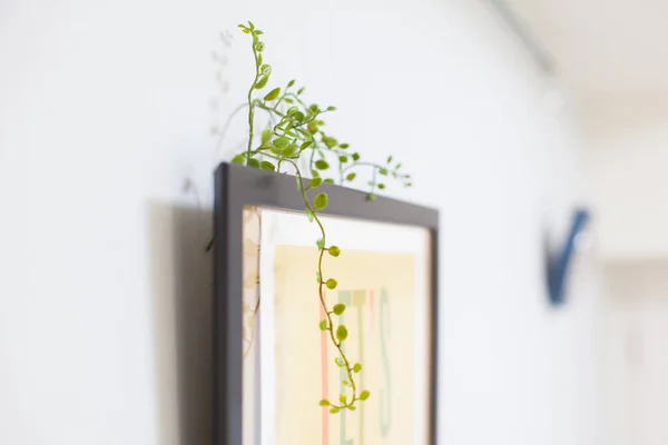 住宅の部屋であなたの生活に色を追加する装飾的な植物 — ストック写真