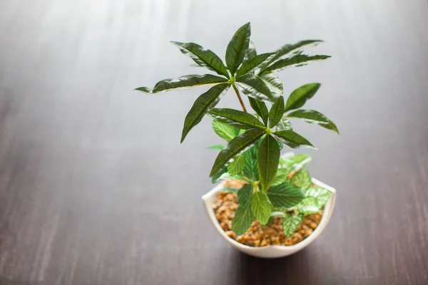 Een Decoratieve Plant Die Kleur Toevoegt Aan Leven Een Residentiële — Stockfoto