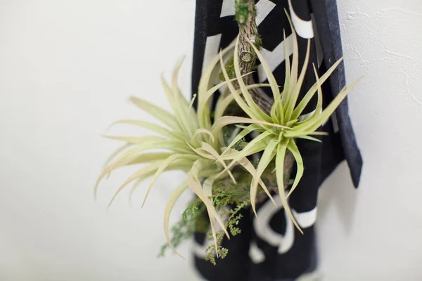 Uma Planta Decorativa Que Adiciona Cor Sua Vida Uma Sala — Fotografia de Stock