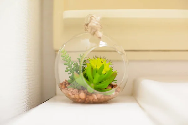 Uma Planta Decorativa Que Adiciona Cor Sua Vida Uma Sala — Fotografia de Stock