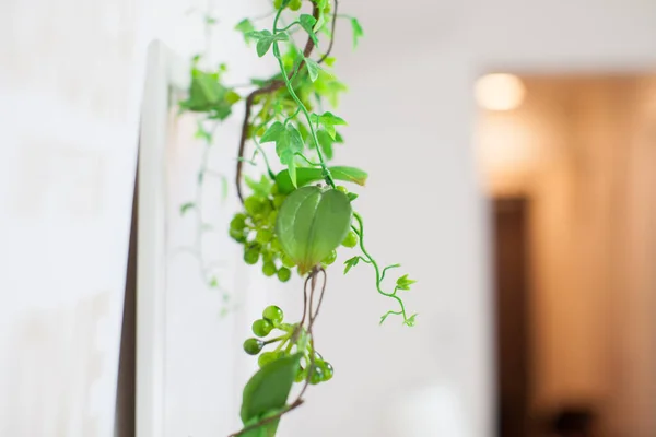 Eine Dekorative Pflanze Die Ihrem Leben Wohnzimmer Farbe Verleiht — Stockfoto