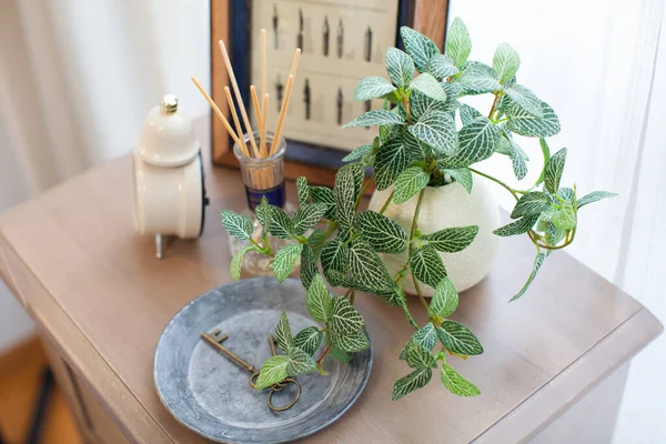 Uma Planta Decorativa Que Adiciona Cor Sua Vida Uma Sala — Fotografia de Stock