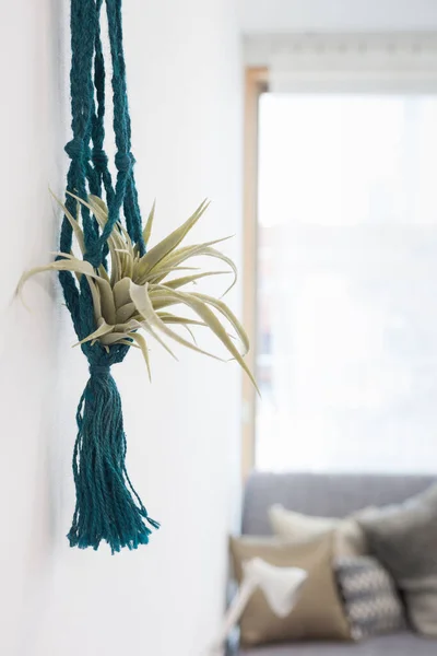 Een Decoratieve Plant Die Kleur Toevoegt Aan Leven Een Residentiële — Stockfoto