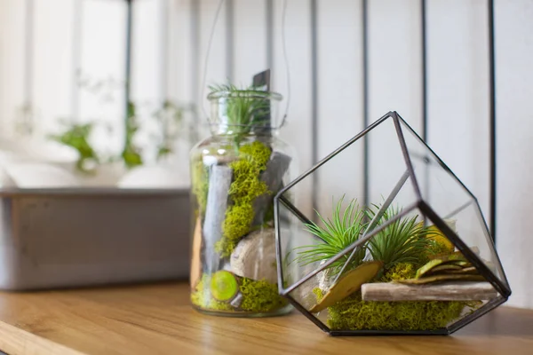 Een Decoratieve Plant Die Kleur Toevoegt Aan Leven Een Residentiële — Stockfoto