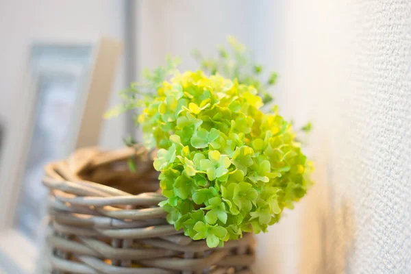 Una Planta Decorativa Que Añade Color Vida Una Habitación Residencial —  Fotos de Stock