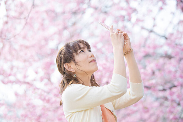 Asian young woman looking up at cherry blossoms in full bloom and shooting