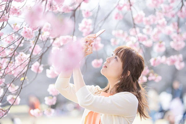 Asiática Jovem Mulher Olhando Para Flores Cereja Plena Floração Tiro — Fotografia de Stock