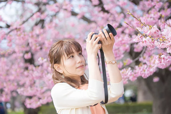 Asiática Jovem Mulher Olhando Para Flores Cereja Plena Floração Tiro — Fotografia de Stock