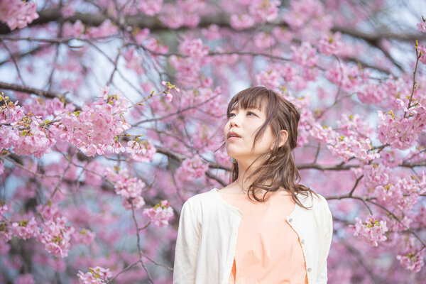 Asian young woman enjoying cherry blossom flowers in full bloom in spring