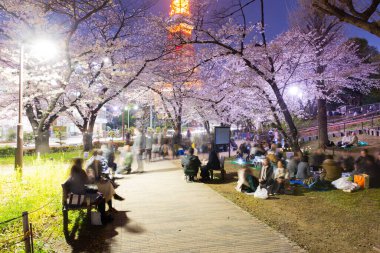 İnsanlar geceleyin parkta kiraz çiçeklerini izliyorlar (Tokyo, Japonya)