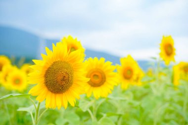 Ayçiçeği tarlası bulutlu bir günde hafif ışık altında çiçek açar.