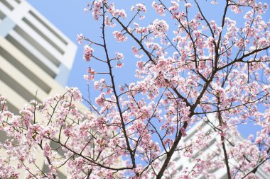 İlkbaharda çiçek açan kiraz çiçeklerinin bir fotoğrafı.