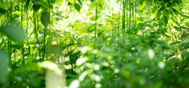 Parlak orman ağaçları ve ekranı dolduran yeşil yapraklar.