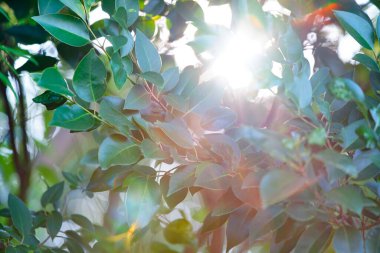 Parlak orman ağaçları ve ekranı dolduran yeşil yapraklar.
