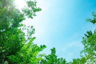 Parlak ağaçlar, yeşil yapraklar ve güneşli bir günde mavi gökyüzü.