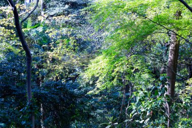 Parlak orman ağaçları ve ekranı dolduran yeşil yapraklar.