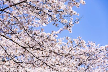 İlkbaharda çiçek açan kiraz çiçeklerinin bir fotoğrafı.