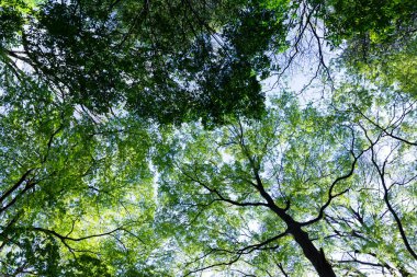Parlak orman ağaçları ve ekranı dolduran yeşil yapraklar.