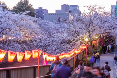 Aydınlatılmış Meguro Nehri boyunca bir sıra kiraz ağacı (Tokyo, Japonya)