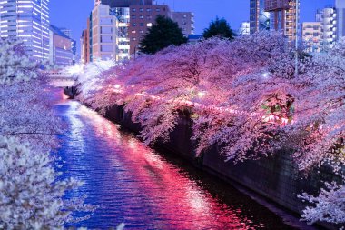 Aydınlatılmış Meguro Nehri boyunca bir sıra kiraz ağacı (Tokyo, Japonya)