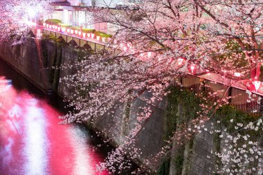 Aydınlatılmış Meguro Nehri boyunca bir sıra kiraz ağacı (Tokyo, Japonya)