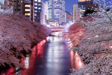 Aydınlatılmış Meguro Nehri boyunca bir sıra kiraz ağacı (Tokyo, Japonya)