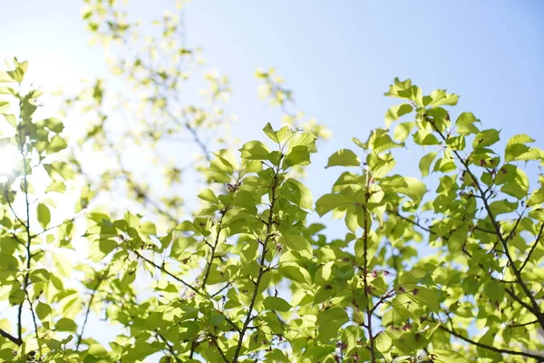 Strahlende Bäume Und Grüne Blätter Und Blauer Himmel Einem Sonnigen — Stockfoto