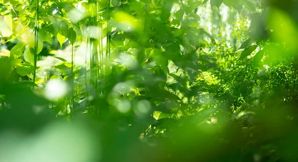 Яскраві Лісові Дерева Зелене Листя Які Заповнюють Екран — стокове фото
