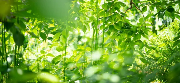 画面を埋める明るい森の木々や緑の葉 — ストック写真