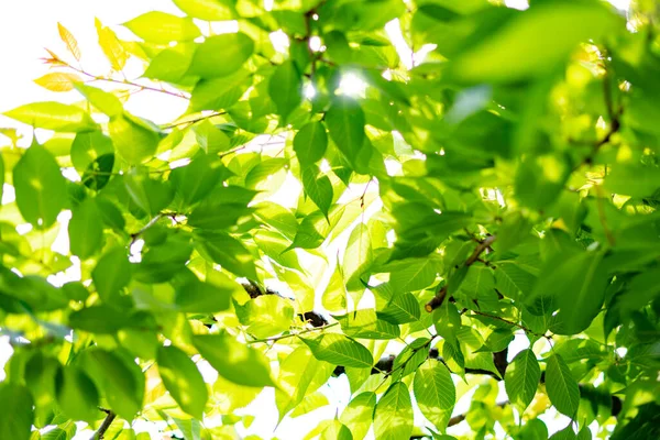 Helle Waldbäume Und Grüne Blätter Die Den Bildschirm Füllen — Stockfoto