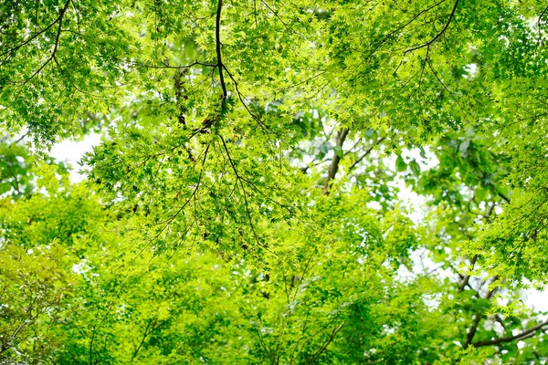 Яркие Деревья Леса Зеленые Листья Которые Заполняют Экран — стоковое фото