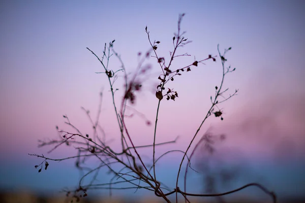 Ein Schnappschuss Vom Abendhimmel Mit Den Bäumen — Stockfoto