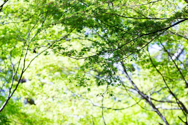 Яркие Деревья Леса Зеленые Листья Которые Заполняют Экран — стоковое фото