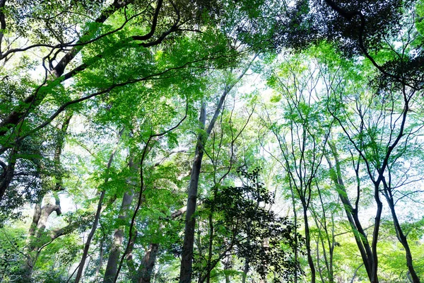Helle Waldbäume Und Grüne Blätter Die Den Bildschirm Füllen — Stockfoto