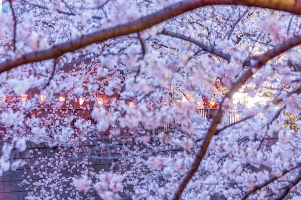 Uma Fileira Cerejeiras Longo Rio Meguro Iluminado Tóquio Japão — Fotografia de Stock