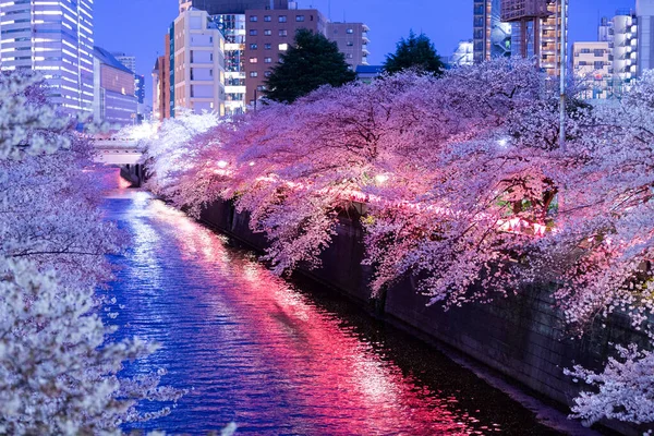 Aydınlatılmış Meguro Nehri boyunca bir sıra kiraz ağacı (Tokyo, Japonya)