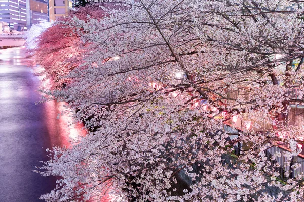 Μια Σειρά Από Κερασιές Κατά Μήκος Του Φωτισμένου Ποταμού Meguro — Φωτογραφία Αρχείου