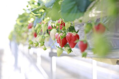 Bir çiftlikteki serada yetişen çilek meyveleri.