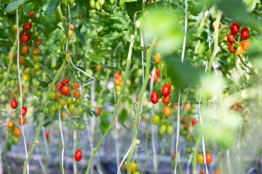 Bir çiftlikteki serada yetişen mini domates meyveleri.