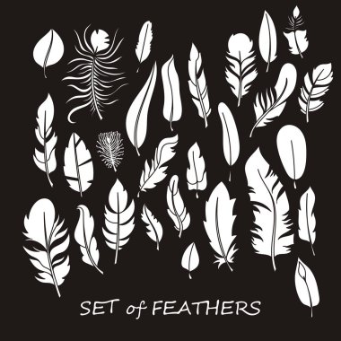 Stilize ve siluet tasarlamak tüy vektör süslü kümesi.