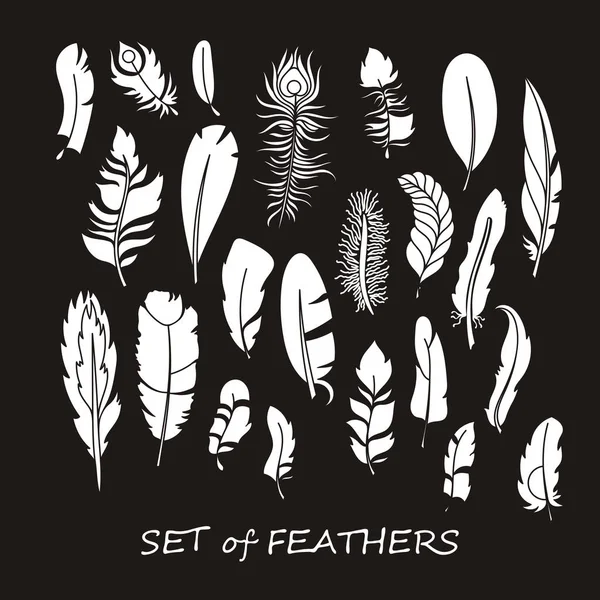 Stilize ve siluet tasarlamak tüy vektör süslü kümesi.