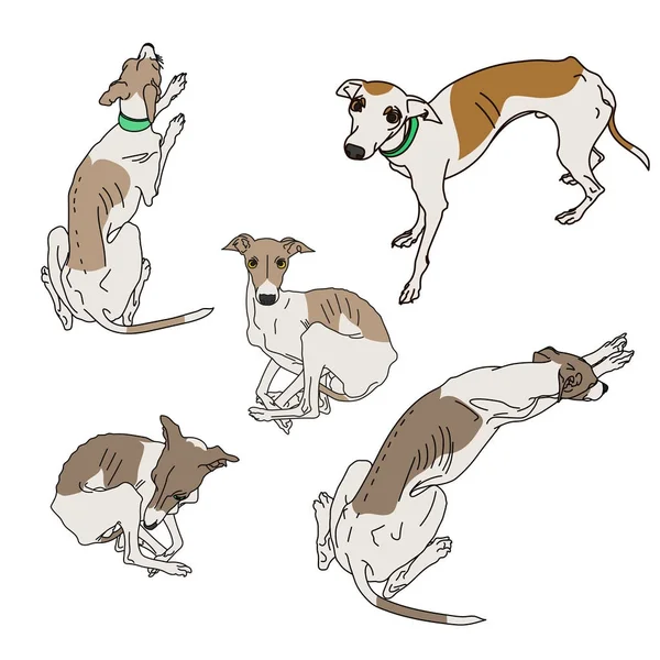 Aantal magere Italiaanse Greyhounds. — Stockvector