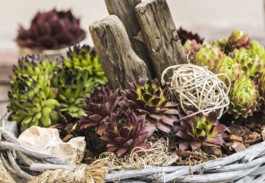 Sempervivum 'un farklı doğal malzemelerle süslenmiş sepetteki varyasyonu, yakın plan..
