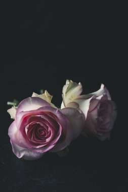 Karanlık bir yeraltı karanlığında, siyah arka planda yatan iki gül. Kopyalama alanı ile dikey.