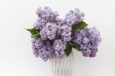 Beyaz arka planda mor leylak olan beyaz vazo. İzole edilmiş. Boşluğu kopyala.