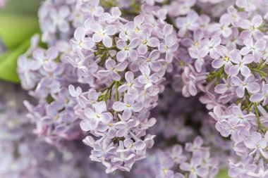 İlkbaharda çiçek açan pembe leylak dalları. Yakın çekim..