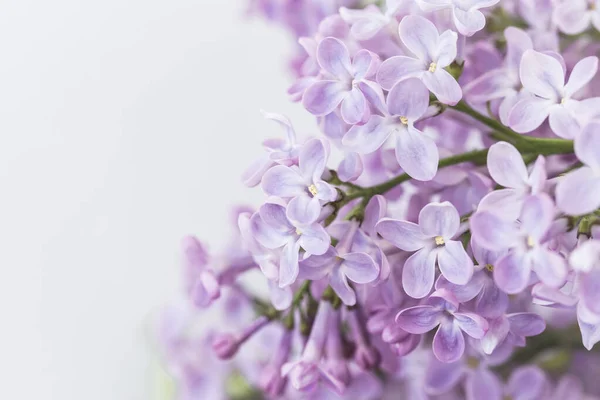 Hermoso Fondo Floral Primaveral Con Ramas Color Rosa Lila Flor — Foto de Stock